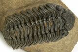Detailed Phacopid (Morocops) Trilobite - Foum Zguid, Morocco #325883-2